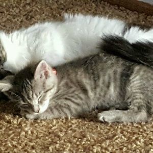 Meet your Posher, Tc